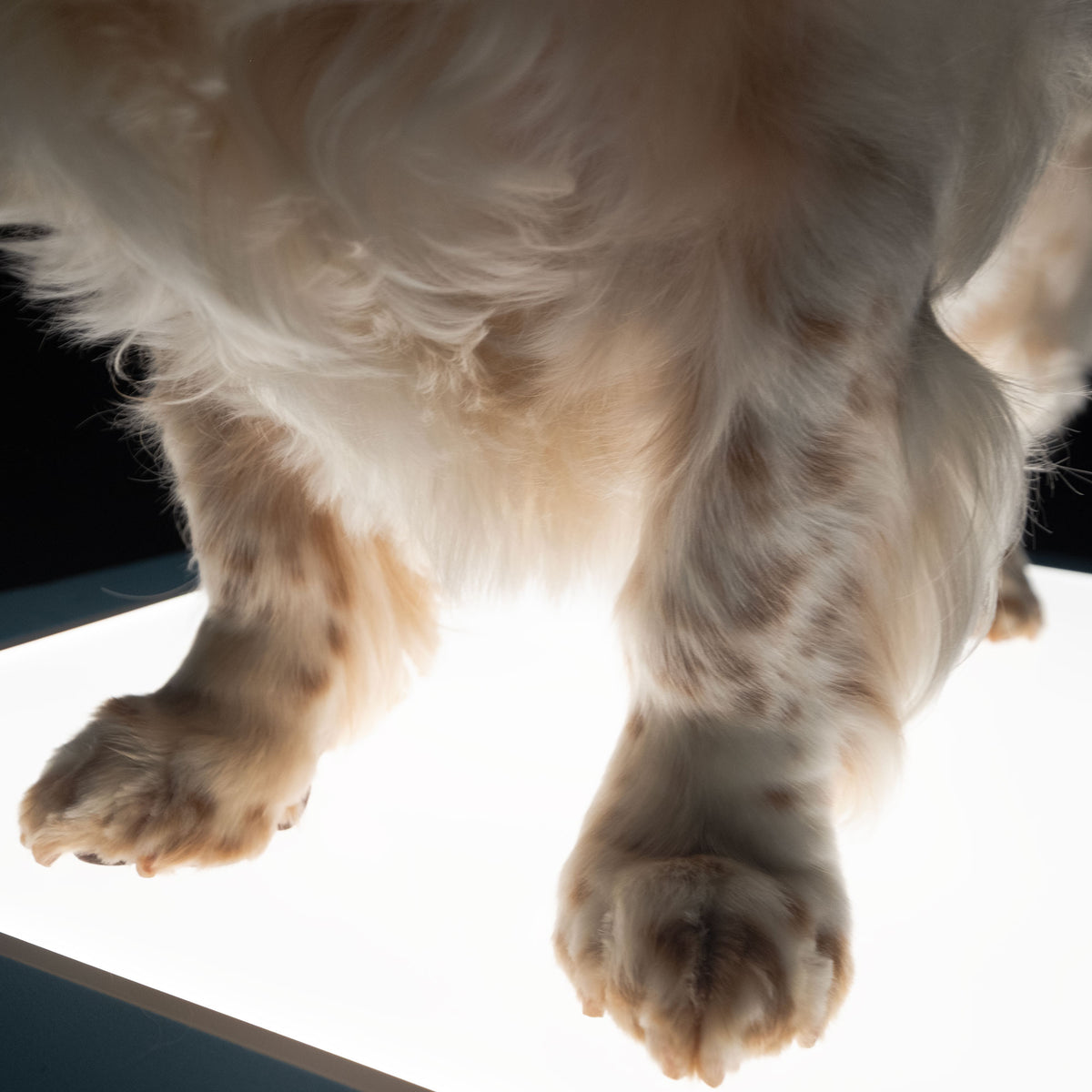 Glow Up Grooming Mat